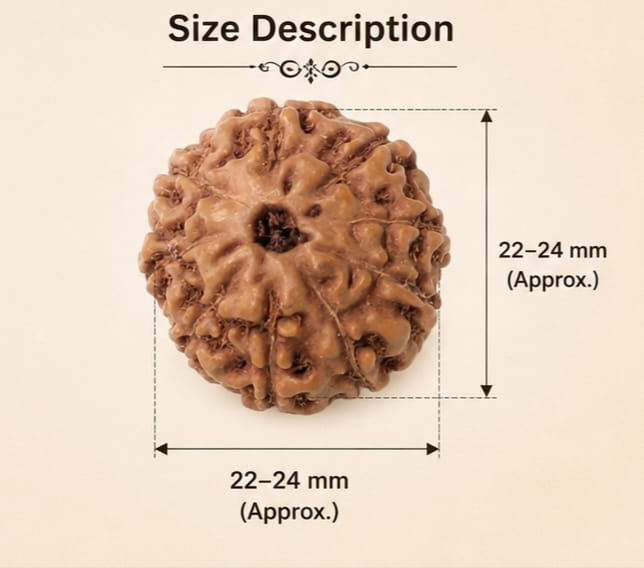 Original Indonesia 9 Mukhi Rudraksha | Natural Lab Tested Bead ओरिजिनल इंडोनेशिया 9 मुखी रुद्राक्ष | प्राकृतिक एवं लैब टेस्टेड