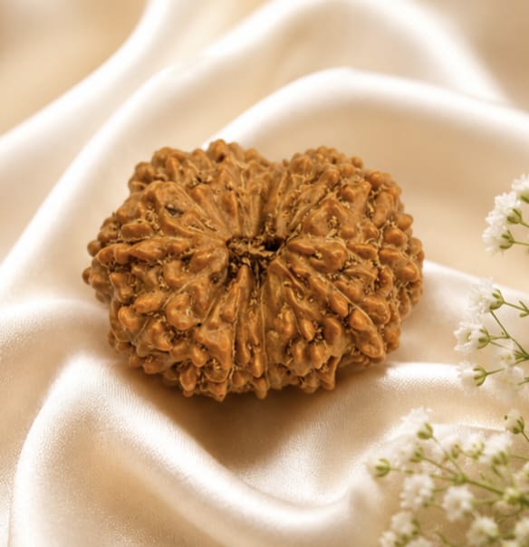 Original Indonesia 13 Mukhi Rudraksha | Natural Lab Tested Bead ओरिजिनल इंडोनेशिया 13 मुखी रुद्राक्ष | प्राकृतिक एवं लैब टेस्टेड