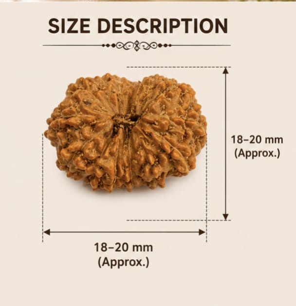 Original Indonesia 13 Mukhi Rudraksha | Natural Lab Tested Bead ओरिजिनल इंडोनेशिया 13 मुखी रुद्राक्ष | प्राकृतिक एवं लैब टेस्टेड